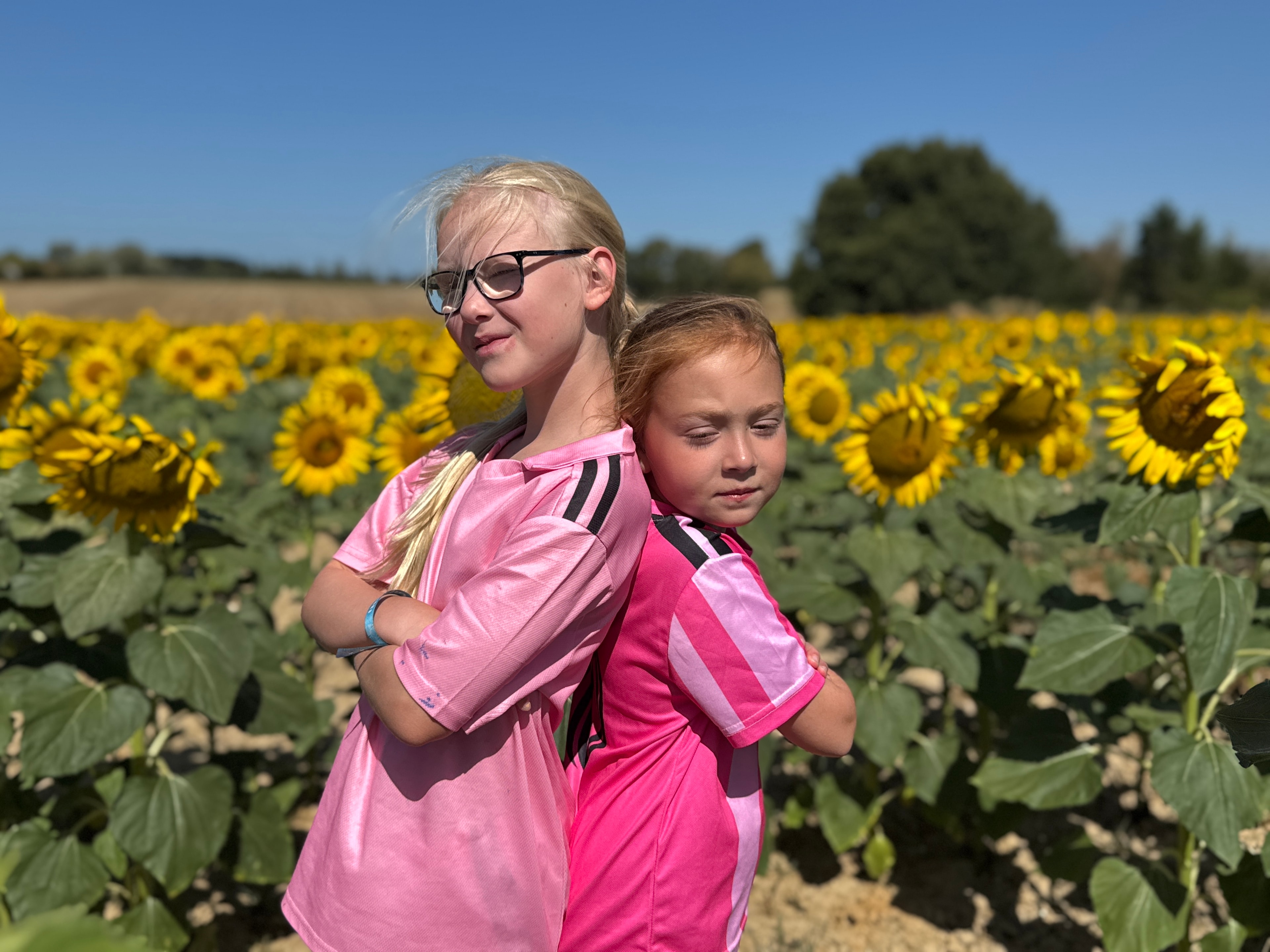 Sunflower fields